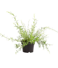 Wechselblättriger Sommerflieder -Gartenleben Verkauf 7078124 WE FS 001 BuddlejaAlternifoliaSommerflieder3LDehnerExpressHerzig