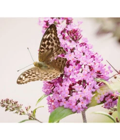 Sommerflieder, Verschiedene Sorten -Gartenleben Verkauf 7078991 WE DE 001 BuddleijaSommerflieder Pixabay