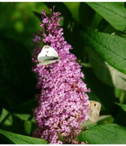 Sommerflieder, Verschiedene Sorten -Gartenleben Verkauf 7078991 WE DE 003 BuddleijaSommerflieder Pixabay