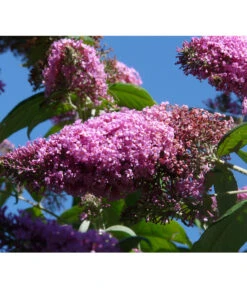 Sommerflieder, Verschiedene Sorten -Gartenleben Verkauf 7078991 WE DE 004 BuddleijaSommerflieder Pixabay