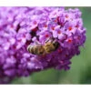 Sommerflieder, Verschiedene Sorten 1 Sommerflieder, Verschiedene Sorten -Gartenleben Verkauf 7078991 WE DE 021 BuddlejaSchmetterlingsfliederLila