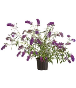 Sommerflieder, Verschiedene Sorten -Gartenleben Verkauf 7078991 WE FS 001 BuddlejaDavidiiNanhoPurpleSommerflieder3LDehnerExpressHerzig
