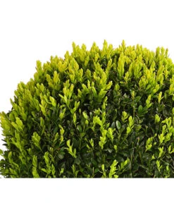 Buchs, Kugel -Gartenleben Verkauf 7082241 PR DE 001 BuxKugelDehnerExpressHerzig