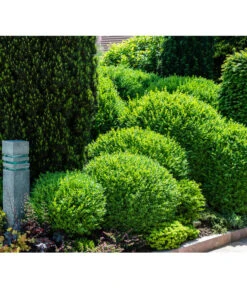 Buchs, Kugel -Gartenleben Verkauf 7082241 PR MO 002 BuxusBuchsKugelGWLucknerMai2017