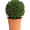 Buchs, Kugel 1 Buchs, Kugel -Gartenleben Verkauf 7082332 WE FS 001 BuxusBuchsSempervirensDehnerExpressHerzig