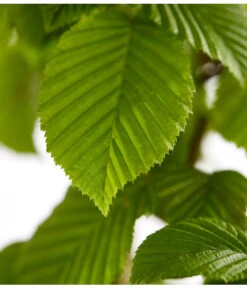 15 Meter Hainbuche, 60 X Ca. 150-175 Cm -Gartenleben Verkauf 7088883 WE DE 001 CarpinusBetulusHainbuche4LDehnerExpressZS