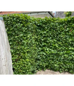 15 Meter Hainbuche, 60 X Ca. 150-175 Cm -Gartenleben Verkauf 7089188 WE MO 002 HainbuchenCarpinusBetulus2l