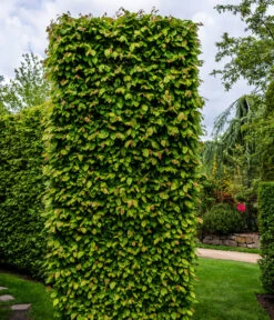 15 Meter Hainbuche, 60 X Ca. 150-175 Cm -Gartenleben Verkauf 7089188 WE MO Luckner Hecke CarpinusBetulusHainbuche