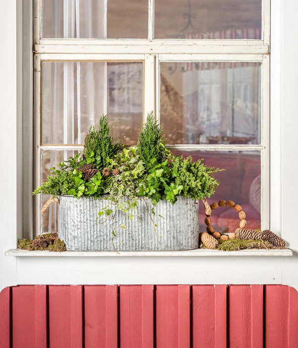 Gartenleben Verkauf -Gartenleben Verkauf 7107303 WE MO 001 ScheinzypresseChamaecyparislawsonianaEfeu