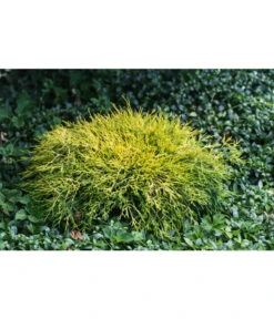 Scheinzypresse 'Filifera Sungold' 8 Scheinzypresse 'Filifera Sungold' -Gartenleben Verkauf 7115884 PR MO 001 ChamaecyparisPisiferaFliliferaSungold