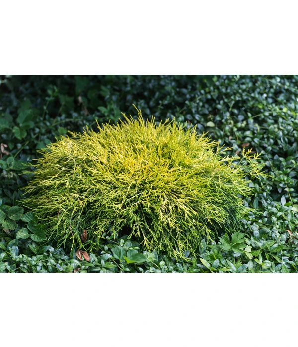 Scheinzypresse 'Filifera Sungold' 5 Scheinzypresse 'Filifera Sungold' – Bild 3