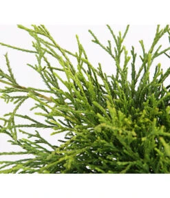 Scheinzypresse 'Filifera Sungold' 9 Scheinzypresse 'Filifera Sungold' -Gartenleben Verkauf 7115892 PR DE 001 ChamaecyparisScheinzypressePisiferaFiliferaSungold13CDehnerExpressHerzig