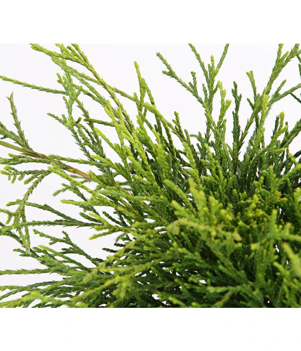 Scheinzypresse 'Filifera Sungold' 6 Scheinzypresse 'Filifera Sungold' – Bild 4