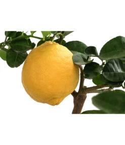 Kaiserzitrone 'Lipo' -Gartenleben Verkauf 7118508 WE DE 001 CitrusLipoT20Kaiserzitrone