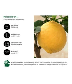 Kaiserzitrone 'Lipo' -Gartenleben Verkauf 7118508 WE IG 002 Kaiserzitrone