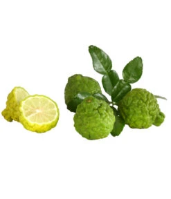 Dehner Gourmet Garten Kaffir-Limette -Gartenleben Verkauf 7119308 7977820 WE DE 001 KaffirLimette