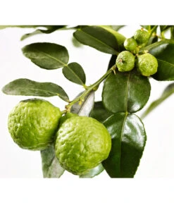 Dehner Gourmet Garten Kaffir-Limette -Gartenleben Verkauf 7119308 WE DE 001 GGCitrusLimonHystrix