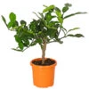 Dehner Gourmet Garten Kaffir-Limette -Gartenleben Verkauf 7119308 WE FS 001 GGCitrusLimonHystrixT15DehnerExpressHerzig