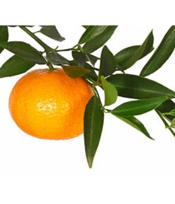 Mandarine -Gartenleben Verkauf 7120306 WE DE 001 CitrusReticulataT20DehnerExpressHerzig