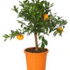 Mandarine -Gartenleben Verkauf 7120306 WE FS 001 CitrusReticulataT20DehnerExpressHerzig