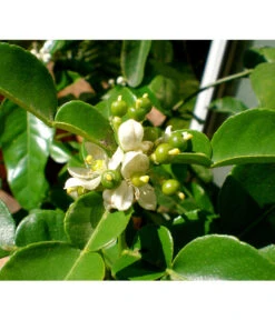 Dehner Gourmet Garten Kaffir-Limette -Gartenleben Verkauf 7120884 WE DE 002 GGCitrusHystrix Pixabay