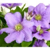 Waldrebe - Clematis, Blau, Rankhilfe -Gartenleben Verkauf 7123946 WE DE 001 ClematisBlauWaldrebe3LDehnerExpressHerzig