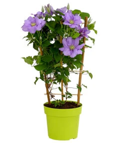 Waldrebe - Clematis, Blau, Rankhilfe 5 Waldrebe - Clematis, Blau, Rankhilfe -Gartenleben Verkauf 7123946 WE FS 001 ClematisBlauWaldrebe3LDehnerExpressHerzig