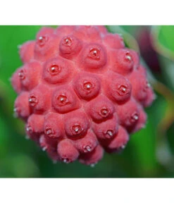 Blumen-Hartriegel -Gartenleben Verkauf 7133861 PR DE 001 CornusKousaFruchtPixabay