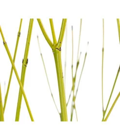 Gelbholz-Hartriegel 'Flaviramea' -Gartenleben Verkauf 7136815 WE DE 001 CornusStoloniferaFlavirameaGelbholzHartriegel