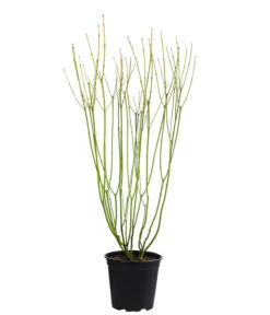 Gelbholz-Hartriegel 'Flaviramea' -Gartenleben Verkauf 7136815 WE FS 003 CornusStoloniferaFlavirameaGelbholzHartriegel