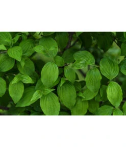 Kornelkirsche - Cornus Mas 11 Kornelkirsche - Cornus Mas -Gartenleben Verkauf 7137110 PR DE 001 CornusMasKornelkirscheLucknerMai2015