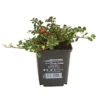 Zwergmispel 'Streibs Findling' -Gartenleben Verkauf 7144041 WE FS 001 CotoneasterStreibsFindlingTeppichZwergmispelT9