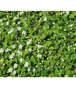 Zwergmispel 'Frieders Evergreen' -Gartenleben Verkauf 7144538 BildD 001 ZwergmispelFriedersEvergreenCotFriedEvergreen