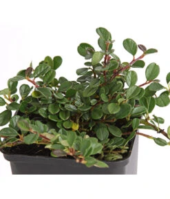 Zwergmispel 'Frieders Evergreen' -Gartenleben Verkauf 7144538 WE DE 003 CotoneasterZwergmispelFriedersEvergreen9CDehnerExpressHerzig