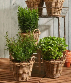 Säulen-Spindelstrauch 'Green Rocket' 5 Säulen-Spindelstrauch 'Green Rocket' -Gartenleben Verkauf 7177694 WE MO 001 Euonymus