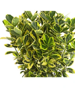 Japanischer Spindelstrauch 'Marieke' 5 Japanischer Spindelstrauch 'Marieke' -Gartenleben Verkauf 7178767 PR DE 001 EuonymusSpindelstrauchMarieke2LDehnerExpressHerzig