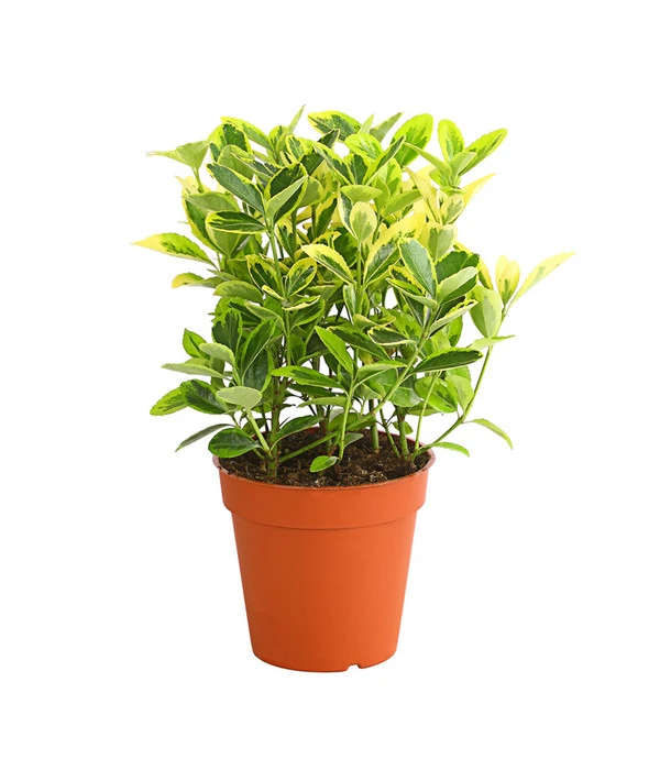 Japanischer Spindelstrauch 'Marieke' 3 Japanischer Spindelstrauch 'Marieke'