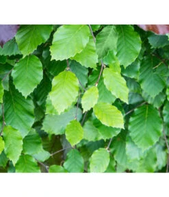 7 Meter Rotbuche, 20 X 175-200 Cm -Gartenleben Verkauf 7185077 FagusSylvaticaDetailLuckner 1