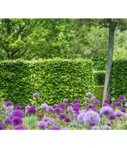 7 Meter Rotbuche, 14 X Ca. 200-225 Cm -Gartenleben Verkauf 7185077 PR MO 002 FagusSylvaticaBucheLucknerHeckeOnlineKaufen