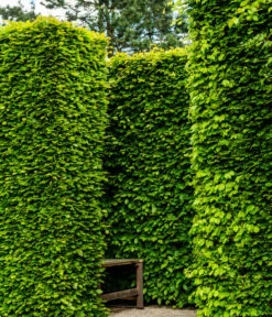 7 Meter Rotbuche, 14 X Ca. 200-225 Cm -Gartenleben Verkauf 7185093 WE MO 002 RotbucheFagusSylvatica