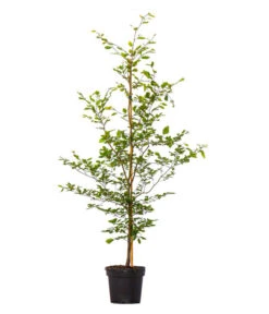 7 Meter Rotbuche, 14 X Ca. 200-225 Cm -Gartenleben Verkauf 7185119 WE FS 002 FagussylvaticaRotbuche7Meter