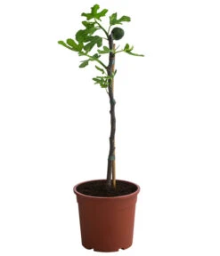 Bornholmfeige -Gartenleben Verkauf 7186315 WE FS 001 FicusBornholmfeigeT17