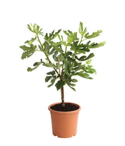 Feige 'Pfälzer Fruchtfeige' 5 Feige 'Pfälzer Fruchtfeige' -Gartenleben Verkauf 7186448 PR FS 001 FicusCaricaFeigePfaelzerStamm7LDehnerExpressHerzig