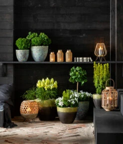 Lebensbaum 'Teddy' -Gartenleben Verkauf 7196199 WE MO 001 GinkgoBilobaTaxusBaccataEibeThujaTeddyLebensbaumKonifere 2021 BL13