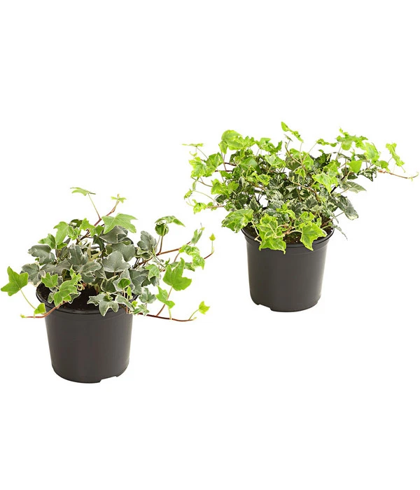 Efeu, Weißbunt 3 Efeu, Weißbunt