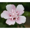 Hibiskus 'China Chiffon®' - Garten-Eibisch -Gartenleben Verkauf 7212053 PR DE 001 HibiscusHibiskusChinaChiffonPixabay
