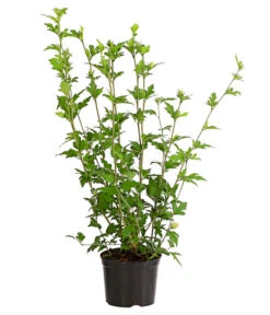 Hibiskus 'China Chiffon®' - Garten-Eibisch -Gartenleben Verkauf 7212053 WE FS 001 HibiscusSyriacusChinaChiffonEibischHibiskus3LDehnerExpressHerzig