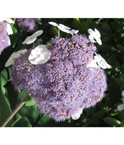 Samthortensie 'Macrophylla'