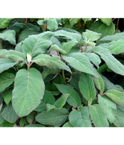 Samthortensie 'Macrophylla' -Gartenleben Verkauf 7220312 BildFS 001 SamthortensieMacrophyllaHydAspMacrophylla