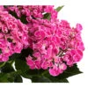 Garten-Hortensie 'Curly Wurly' -Gartenleben Verkauf 7221310 PR DE 001 HydrangeaHortensieCurlyWurlyRosa5LDehnerExpressHerzig